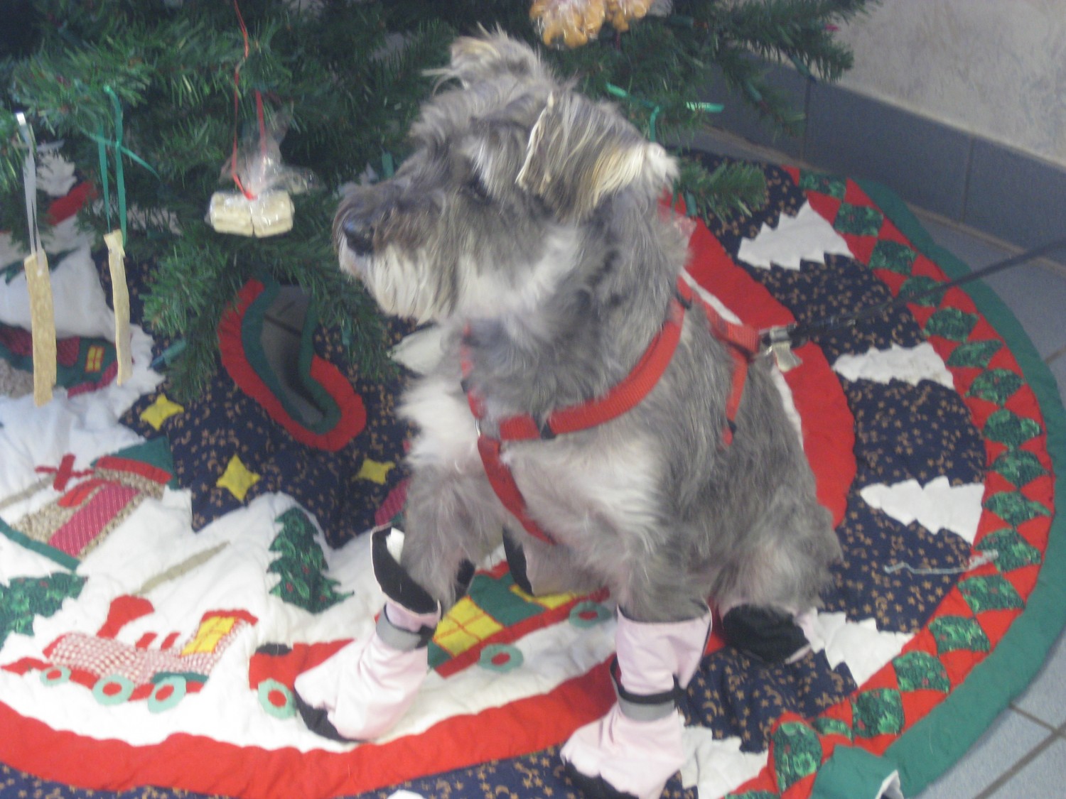 dog under tree