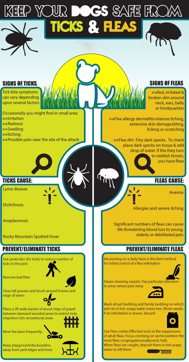 ticks infographic
